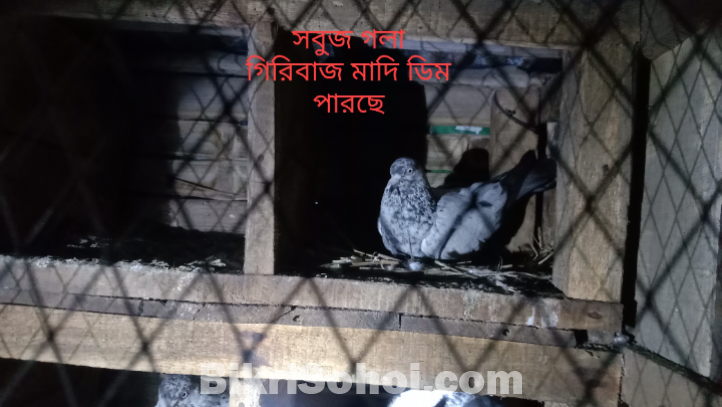 গিরিবাজ কবুতর